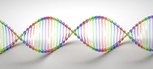 ADN DNA