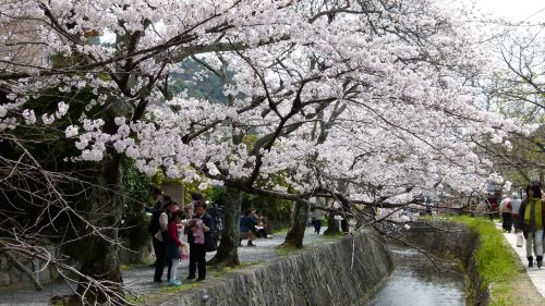hanami2