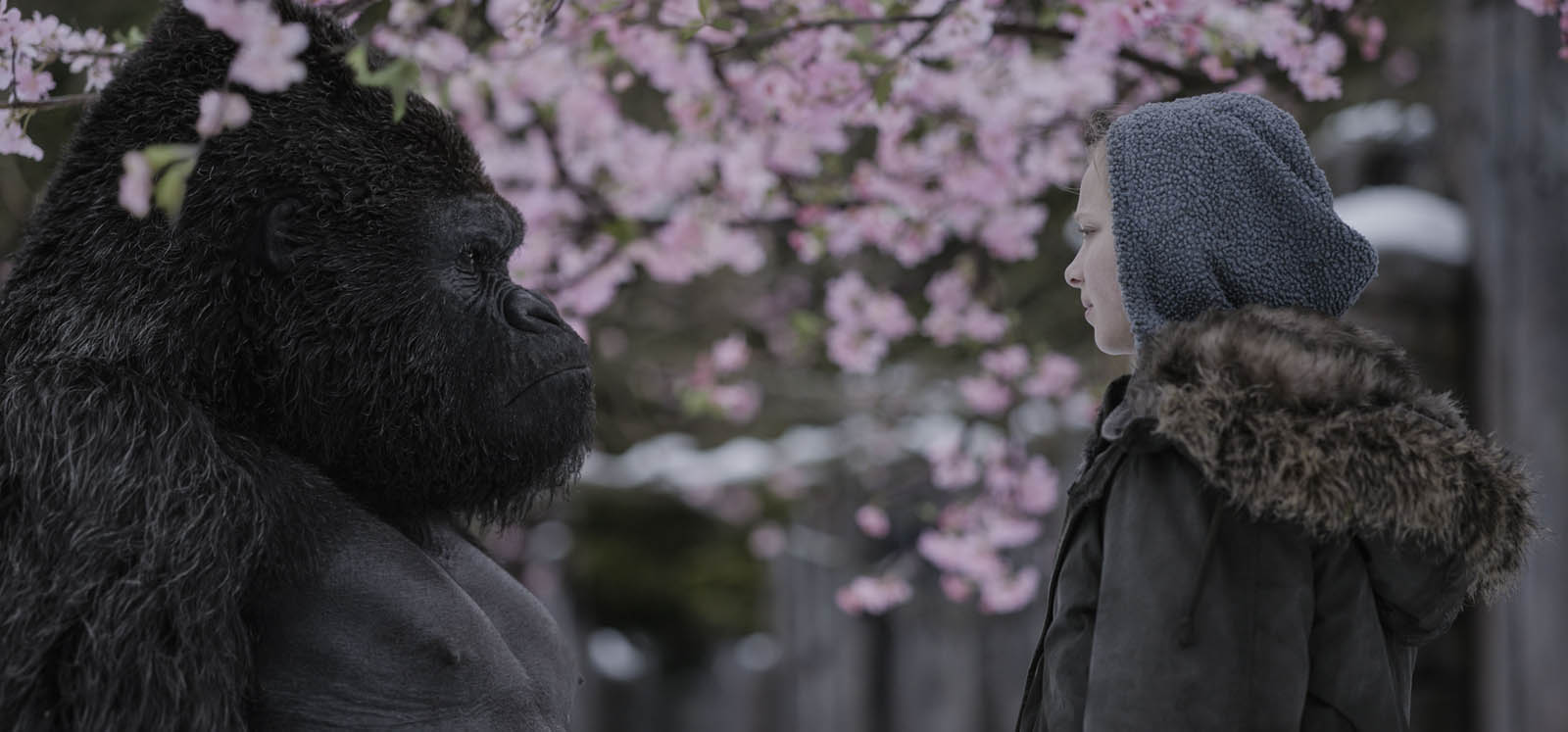 Le Chainon Manquant Entre Le Singe Et L Homme La Planète des Singes : Suprématie de Matt Reeves, le chaînon manquant